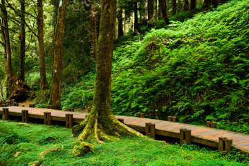 boardwalk paths through the green forest, Alishan Forest Recreation Area in Chiayi, Taiwan.
