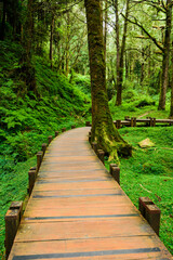 boardwalk paths through the green forest, Alishan Forest Recreation Area in Chiayi, Taiwan.