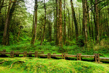 Beautiful view of boardwalk paths through the green forest at Alishan Forest Recreation Area in Chiayi, Taiwan. © BINGJHEN