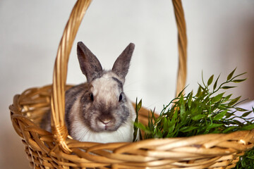 Rabbit in the basket. White and gray hare isolate looks into the camera. Healthy pet. High quality photo