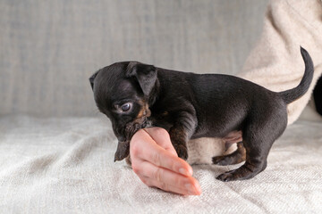 Five week old Jack Russel puppy in brindle color. A woman's hand pats the dog reassuringly. Selective focus