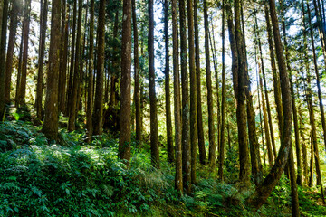 Beautiful green forest at the Alishan Forest Recreation Area in Chiayi, Taiwan.