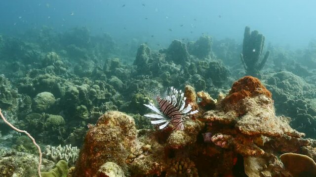 Lionfish in coral reef of Caribbean Sea, Curacao