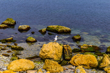 wild beach and spring sea