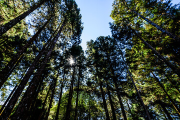 low angle view of green forest in the Alishan Forest Recreation Area in Chiayi, Taiwan.