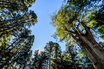 low angle view of green forest in the Alishan Forest Recreation Area in Chiayi, Taiwan.
