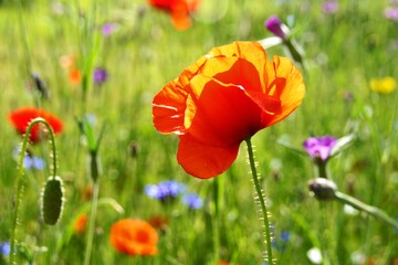 Obraz premium Mohnblume in Blumenwiese