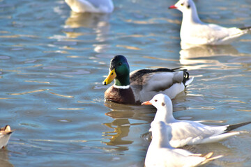 Swimming duck in the water among seagulls © jacobfarphotography