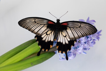 Papilio lowi large tropical butterfly of the Sailing family with open wings sits on a flowering hyacinthe