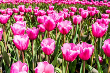 Obraz premium Close-up of tulips growing in the garden