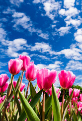 Beautiful tulips flower with the blue sky background