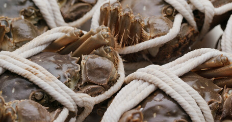 Fresh raw Chinese mitten crab