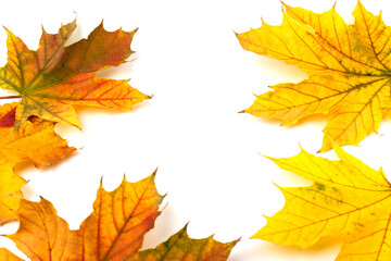 Autumn leaf close-up on white background. rich color background