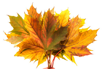 Autumn leaf close-up on white background. rich color background