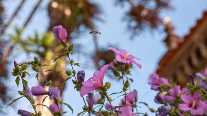 Pink flowers with unfocused background and blowfly
