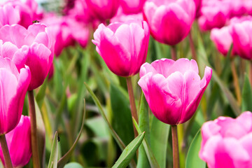 Obraz premium Beautiful tulips growing in the garden.