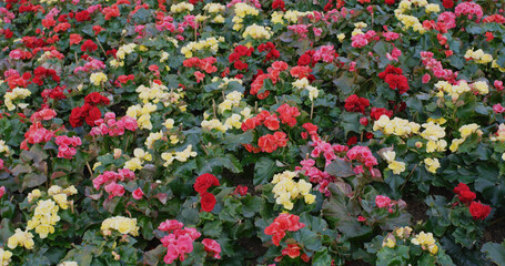 Colorful rose begonia in garden