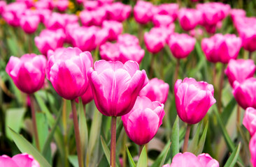 View of beautiful tulips growing in the garden.