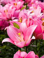 Pink lily flowers in the garden, lily joop flowers, lilium oriental joop.