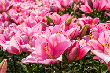 Obraz premium Close-up pink lily flowers in the garden.