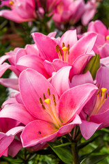 Close-up pink lily flowers in the garden.