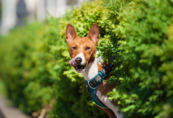 Beautiful Basenji dog walking in the park