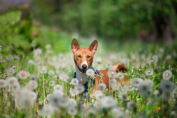 Beautiful Basenji dog walking in the park