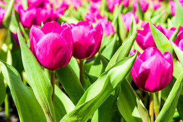 Close-up of tulips growing in the garden