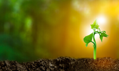 3D illustration Renewable energy concept Earth Day or environmental protection Protect the forests that grow on the ground and help save the planet.