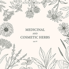 Hand drawn medicinal and cosmetic plants, herbs. Botanical banner, decorative background for organic cosmetics, medicine.  - obrazy, fototapety, plakaty