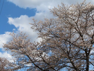Fototapeta na wymiar 晴天の桜の花