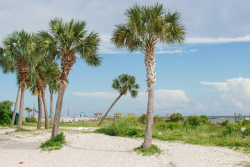 Fototapeta premium Summer background. Blue ocean and blue sky on a sunny day, beautiful palm trees in the foreground. Seascape