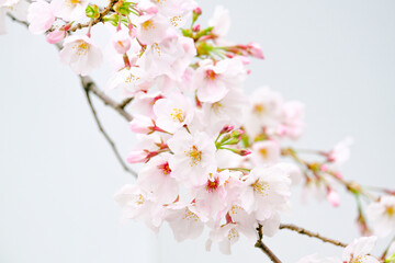 Beautiful Sakura Branch in Japan above White Background