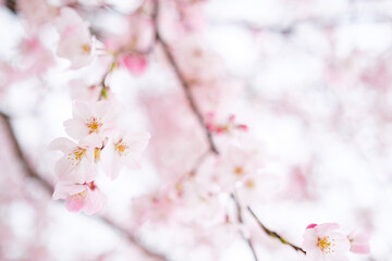 Beautiful Sakura Branch in Japan with Bokeh