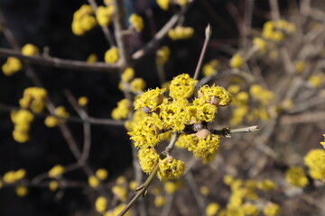 Dogwood blooms with yellow flowers in the spring garden.