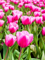 Fototapeta premium View of beautiful tulips growing in the garden.
