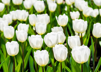 Close-up of tulips growing in the garden