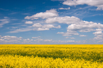 Obraz premium Beautiful landscape with yellow rapeseed field against the blue sky..Yellow rape seed field in spring. Nature landscape with yellow flowers. Alternative energy. Biofuels. Green energy.