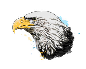 Bald eagle head portrait from a splash of watercolor, colored drawing, realistic. Vector illustration of paints