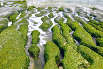 Laomei Green Reef, volcanic rocks with seasonal algae in Shimen District, New Taipei City, Taiwan