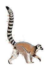 Lemur from a splash of watercolor, colored drawing, realistic. Vector illustration of paints © kapona