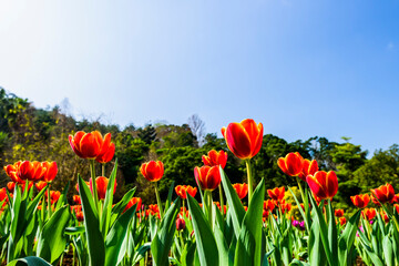 Beautiful tulips flower with the blue sky background