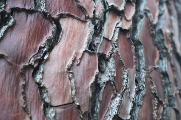 Pine bark texture detail natural
