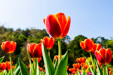 Beautiful tulips flower with the blue sky background