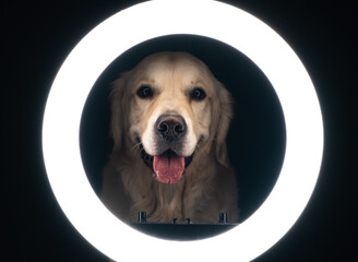 Portrait of a cute dog on a black background with beautiful light from a ring lamp. Golden retriever blogger.