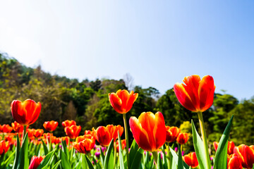 Fototapeta premium Beautiful tulips flower with the blue sky background