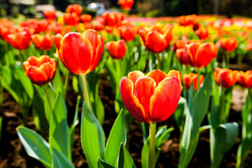 Beautiful tulips growing in the garden.