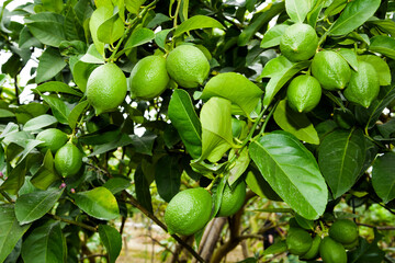 close-up of green lemon fruits on a lemon tree in Taiwan.