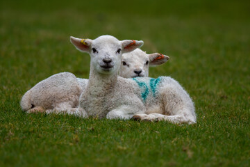 A pair of early spring lambs in green pasture