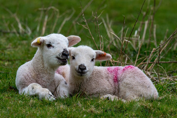 A pair of early spring lambs in green pasture © Mark Hunter